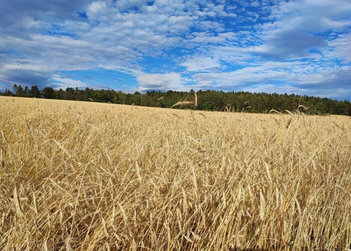 Waldstaudenroggen