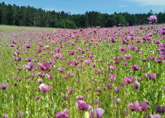 Mohn während der Blütezeit