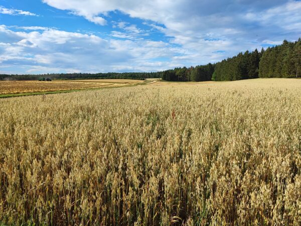 weißes Einkorn