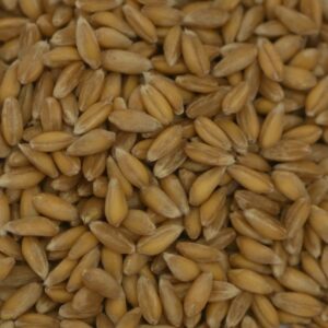 Ur-Dinkel (Bauländer Spelz) - 1kg