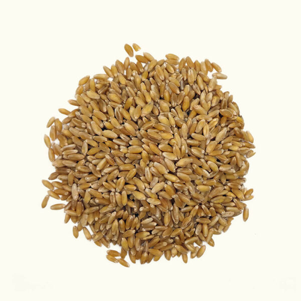 Durum-Weizen (Hartweizen)
