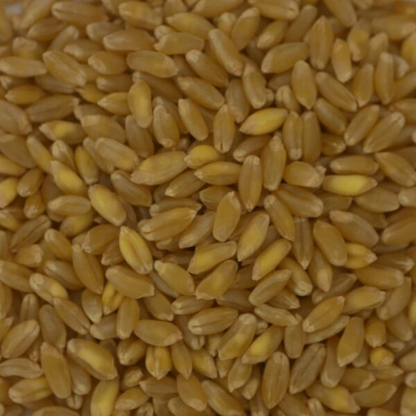 Durum-Weizen (Hartweizen)