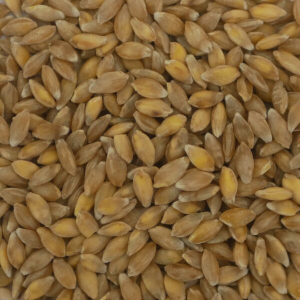 Weißes Ur-Einkorn
