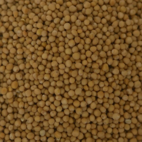 Senf (Gelb)