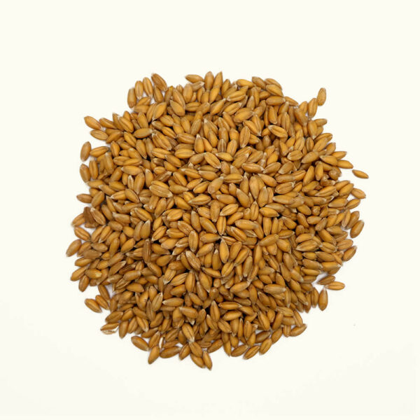 Ur-Dinkel (Bauländer Spelz)