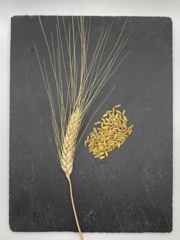 durum-aehre