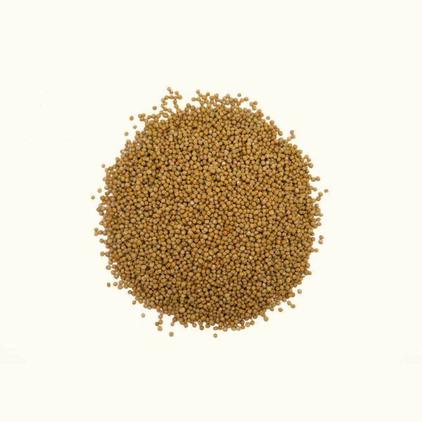 Senf (Gelb)
