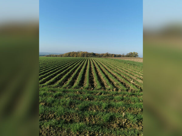 Durum-Weizen (Hartweizen) – Bild 2