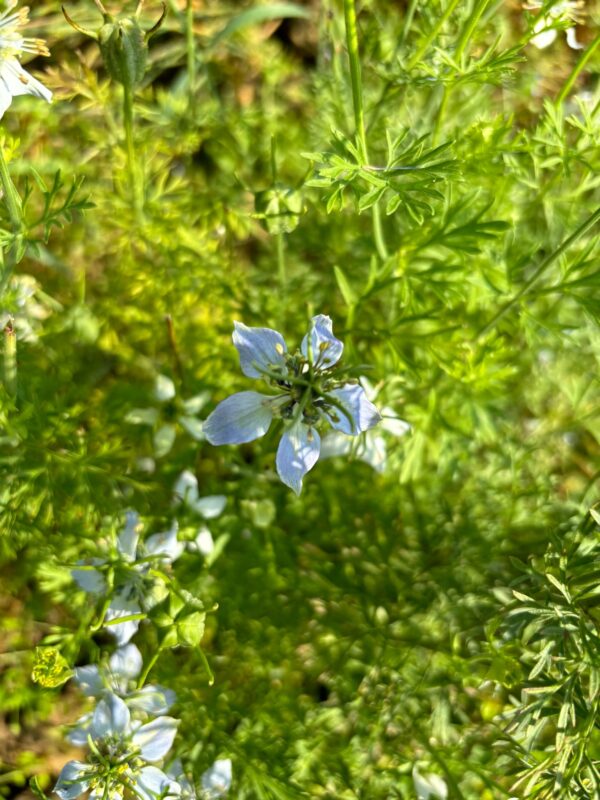 Schwarzkümmelöl – Bild 2