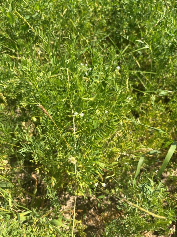 Rote Schlemmer Linsen – Bild 3