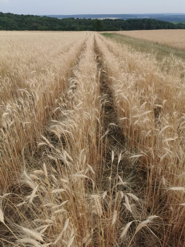 Durum-Weizen (Hartweizen) – Bild 3