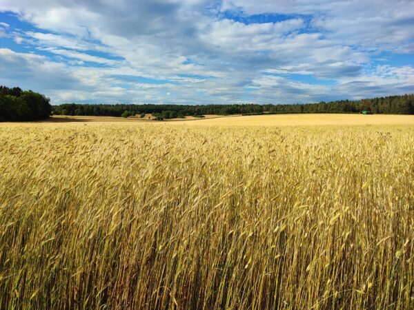 einkorn-feld2