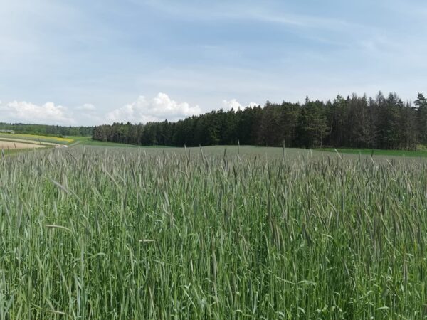 Champagner Ur-Roggenflocken – Bild 3