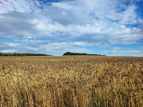 emmer-feld
