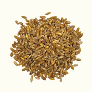 Khorasan-Weizen (Kamut) - 1kg
