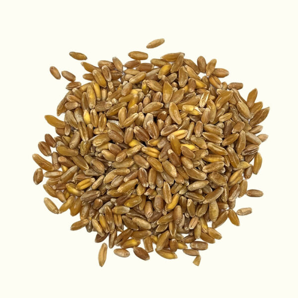 Khorasan-Weizen (Kamut)