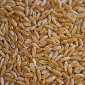 Khorasan (Kamut) Ur-Weizen - 1kg
