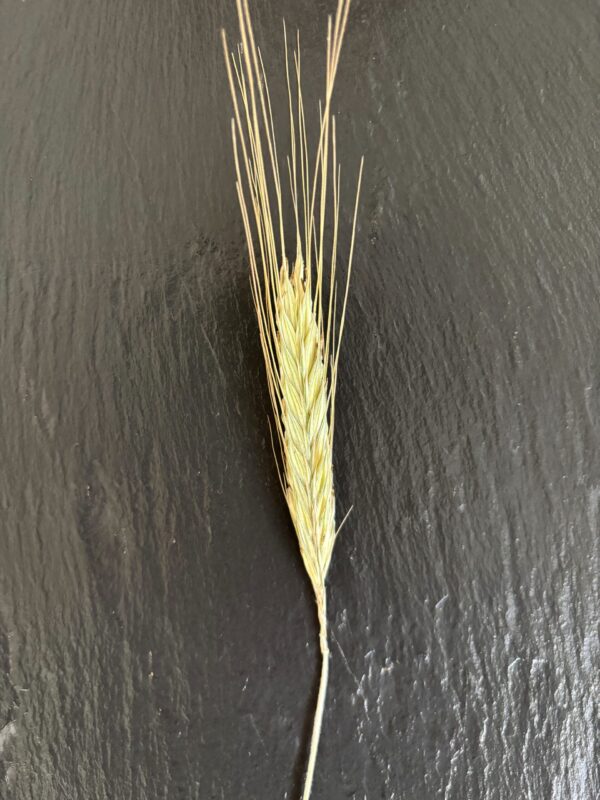 Lichtkornroggen Flocken – Bild 3