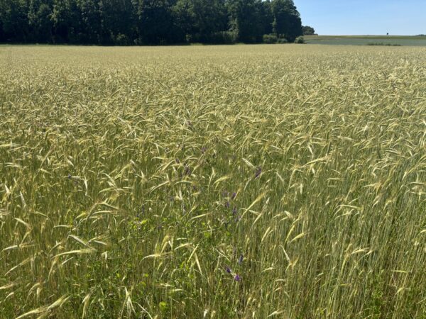 Lichtkornroggen Flocken – Bild 2