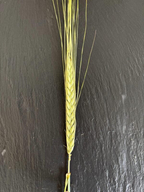 Nacktgerste Flocken – Bild 3