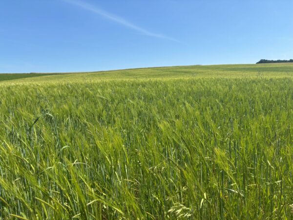 Nacktgerste Flocken – Bild 2