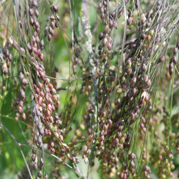 Braunhirse – Bild 4