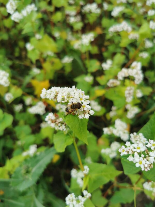 Knusper Mix – Bild 5