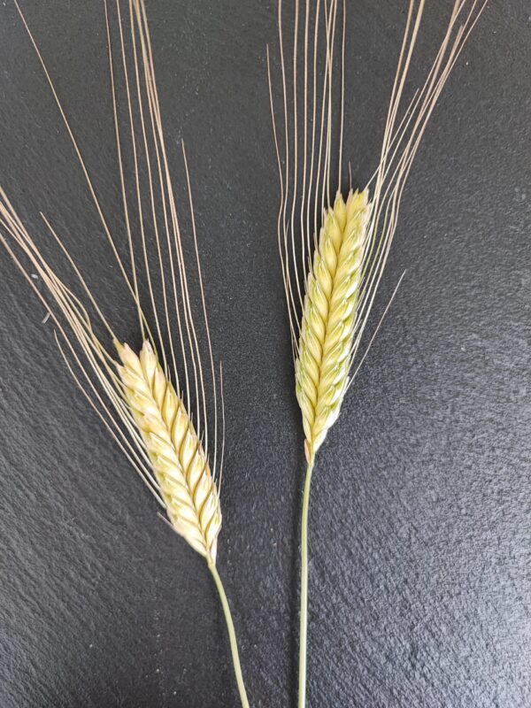 Einkorn (gekocht & verzehrfertig) – Bild 2