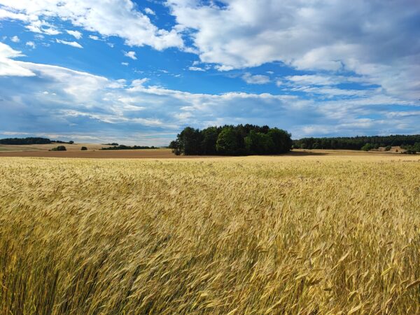 Einkorn (gekocht & verzehrfertig) – Bild 3