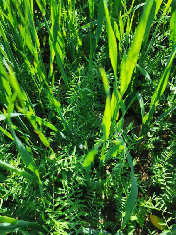 Beluga Linsen (gekocht & verzehrfertig) – Bild 2